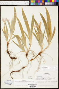 Iris cristata image