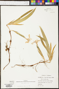 Iris cristata image