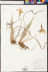 Iris verna image