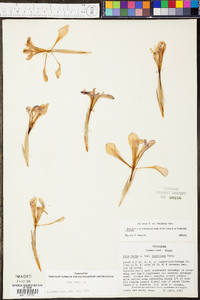 Iris verna image