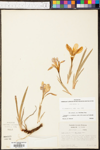 Iris verna image