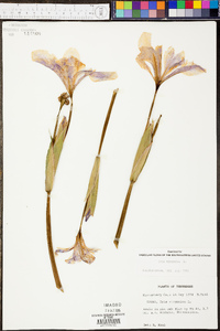 Iris verna image