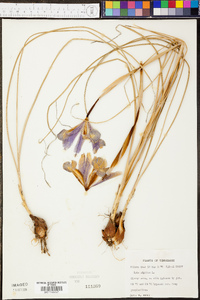 Iris verna image