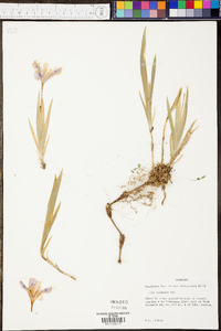 Iris cristata image