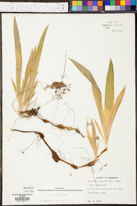 Iris cristata image