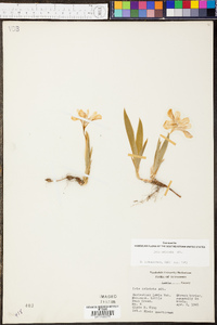 Iris cristata image