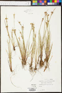 Sisyrinchium albidum image