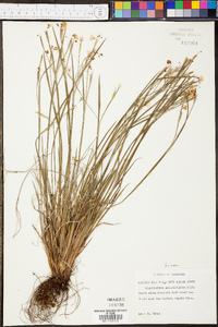 Sisyrinchium langloisii image