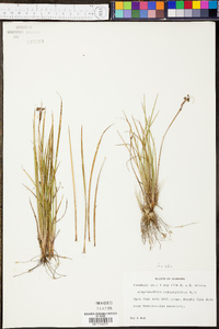 Sisyrinchium mucronatum image