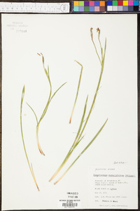 Sisyrinchium nashii image