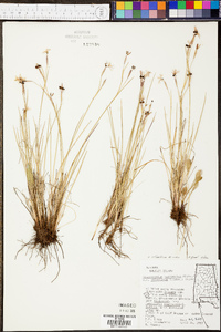 Sisyrinchium atlanticum image