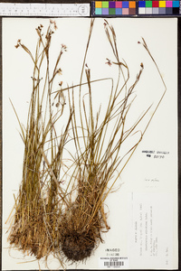 Sisyrinchium atlanticum image