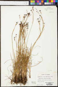 Sisyrinchium atlanticum image