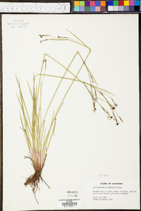 Sisyrinchium atlanticum image