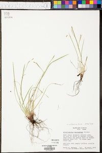 Sisyrinchium langloisii image