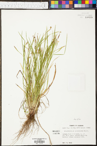 Sisyrinchium langloisii image