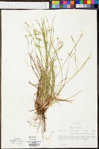 Sisyrinchium langloisii image