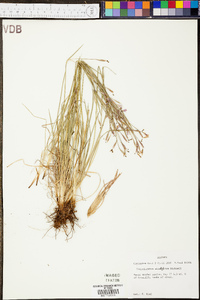 Sisyrinchium atlanticum image