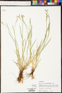 Sisyrinchium atlanticum image