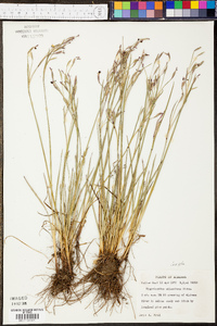 Sisyrinchium atlanticum image