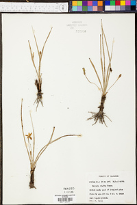 Hypoxis rigida image