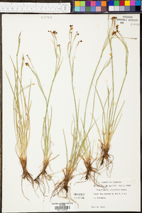 Sisyrinchium atlanticum image