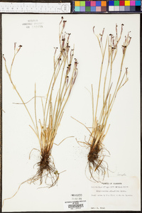 Sisyrinchium atlanticum image