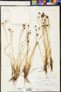 Sisyrinchium atlanticum image