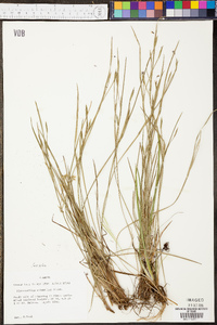 Sisyrinchium atlanticum image