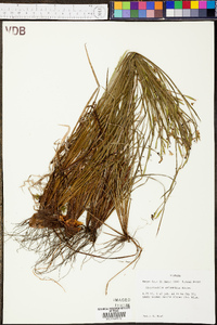 Sisyrinchium atlanticum image