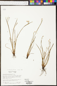 Sisyrinchium atlanticum image