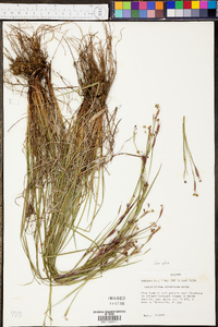 Sisyrinchium langloisii image