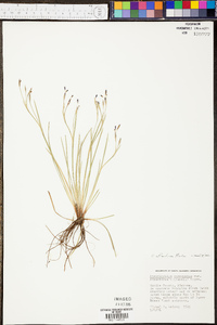 Sisyrinchium atlanticum image