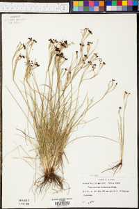 Sisyrinchium atlanticum image