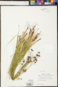 Sisyrinchium atlanticum image