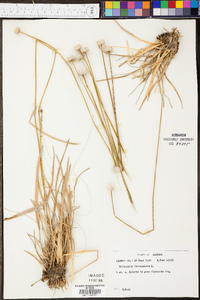 Eriocaulon decangulare image