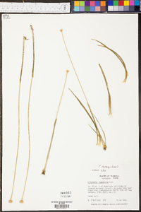 Eriocaulon decangulare image