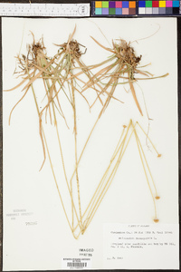 Eriocaulon decangulare image