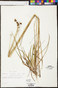 Eriocaulon decangulare image