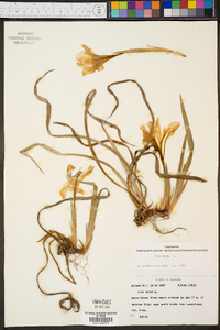 Iris verna var. smalliana image