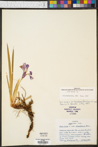 Iris verna var. smalliana image