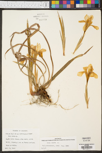 Iris verna var. smalliana image