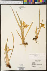 Iris verna var. smalliana image