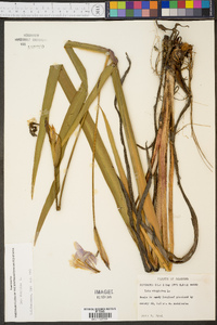 Iris virginica image