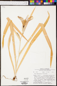 Iris brevicaulis image