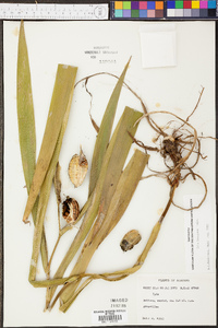 Iris hexagona image