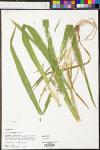 Iris hexagona image