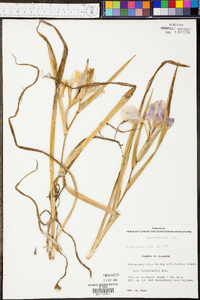 Iris brevicaulis image