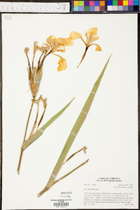 Iris prismatica image