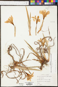 Iris verna var. smalliana image